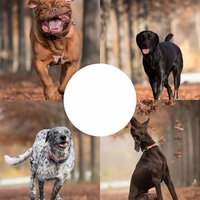 Unique Moods for Sleeping Dog - Dog Music Library
