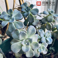 来自上天的眷恋 - 一只千纸鹤