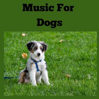 No More Stress - Music for Dogs & Music for Dogs Peace & Relaxing Puppy Music & Calm Pets Music Academy