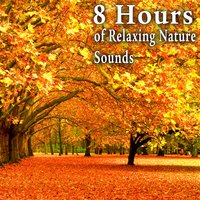 At Night in the Country - Nature Soundscape