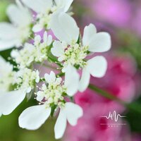 相遇的季节 - 林中意