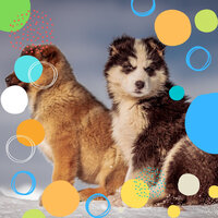 Tasteful Moods for Calm Hounds - Calming Music for Dogs