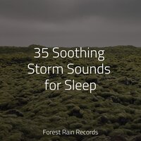 Forest, Evening, Calm, Birds - Monarch Baby Lullaby Institute & Rain Shower Spa & Sleeping Baby Songs
