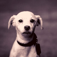 Vivacious Music for Doggies - Doggy Relaxing Sounds