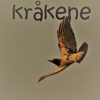Coronasangen - Kråkene