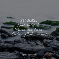 Sonidos De Primavera - Meditação Yoga & Musicas Crianças & Dormir e Meditar