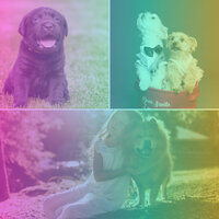 Playful Backdrops for Keeping Pups Happy - Dog Music