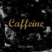 S.F.A.O.M. - Caffeine