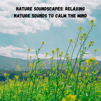 Relaxation Mountain Forest - Nature Recordings & Study Power & Alpha Waves