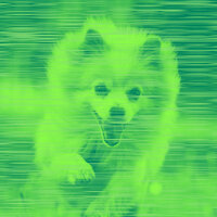 Vivacious Backdrops for Dog Training - Doggy Music