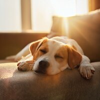 Melodía De Cola Feliz - Música para cenar bien & Perro y tranquilo & Perro Total Relax