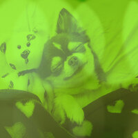 Background for Serene Puppies - Dog Music Therapy