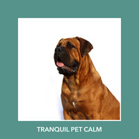 Ambient Forest - Calm My Dog