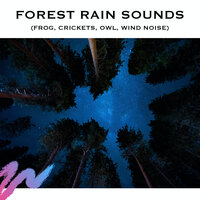 Night Noises in The Woods (Loopable) - ASMR Earth & Rain Storm Sounds & Rain Storm Sample Library