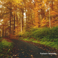 Calming Nature Sounds, Relaxing Nature Noises, Pt. 8 - Weather and Nature Recordings & The Outdoor Library & The Nature Soundscapes