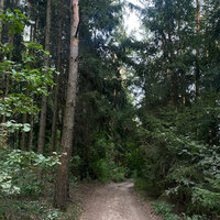 Untitled - PINE GREEN
