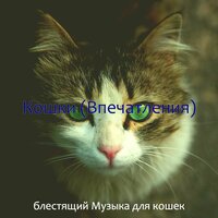 Мечты (Расслабляющие кошки) - блестящий Музыка для кошек