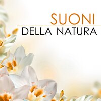 Una Nuova Luna (Musica di Flauto Rilassante) - Musica Rilassante Relax