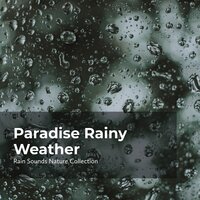 Birds Tweet in Rainfall - ASMR Rain Sounds & Rain Sounds Nature Collection & Sleepy Rain