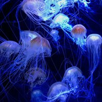 Jellyfish - Cleveland