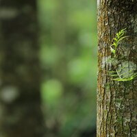 Walking Near the River - The Rainforest Collective & Música De Relajación Para Dormir Profundamente & Weather Factory
