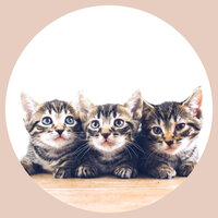 Hypnotic Ambiance for Calming Kitties - Cat Music