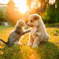 Las Mascotas Se Relajan Con Sonidos Orquestales Suaves - Caja de espejo & Terapia musical para animales serenos & Musicoterapia para el cuidado de mascotase mascotas tranquilas