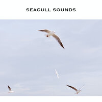 Seagulls Calling - Loopable, No Fade - ASMR Earth & Nature Radiance & Ocean Waves Radiance