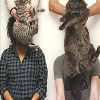 Split Level - The Boyfriends