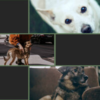 Trio Jazz Soundtrack for Doggy Stress - Relax My Dog Music