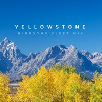Blissful Assurance in Wilderness Dreams - Heard Well