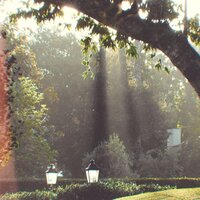 Sunlight - Tune in with Chewie
