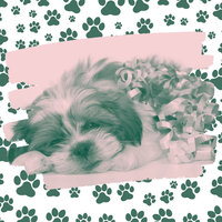 Background for Doggy Mental Health - Dog Relaxation Music