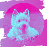 Sunny Backdrops for Well Behaved Dogs - Cute Doggy Music