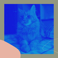 Stylish Jazz Saxophone - Vibe for Home Cats - Cat Music Dreams
