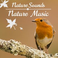 Mysticism - Rainforest Music Lullabies Ensemble