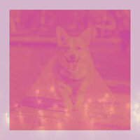 Phenomenal Serene Puppies - Home Alone Dog Music