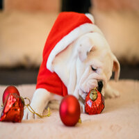 Good King Wenceslas - Christmas Vibes - Christmas Lounge Music