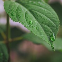 Hojas Y Brotes - Musica para Meditar Especialistas & Sonidos de lluvia para dormir & Relajantes sonidos de lluvia