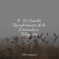 Divagando En Claridad - Sonidos de la Naturaleza para Dormir & Meditação Zen & Meditação Yoga