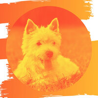 Fantastic Jazz Trio - Vibe for Sleepy Pups - Relaxing Dog Music Lounge