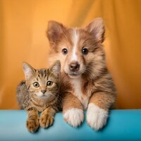 Una Noche Tranquila En La Que Las Mascotas Se Relajan - Música fácil de domingo por la mañana & Relajación total para seres & Criaturas soñadoras