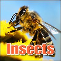 Insect, Flies - Big Group, Angry, Air, B/G Flies, Light B/G Birds, Ambience Birds, Insects - Sound Effects Library