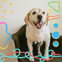 Funky Dog Therapy - Music for Dog's Ears
