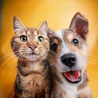 Ritmos Felices De Mascota - Chill-hop calmante & Mascotas tranquilas & Reiki para animales