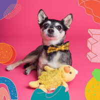 Quartet Jazz Soundtrack for Calming Pups - Jazz Music for Dogs