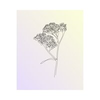 Lilac - 100 Day Delay