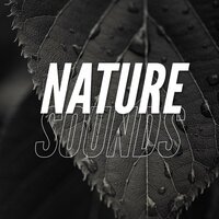 Calming Sounds - Nature Therapy