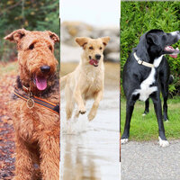 Understated (Morning Walks) - Dogs at Home