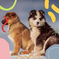 Sultry Ambiance for Restless Puppies - Dogs at Home